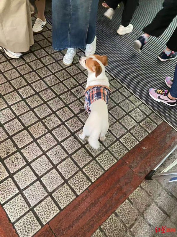 倍顺网 国庆“被弃高速”的小狗主人找来了！主人：不是故意丢弃，特意绕行数十公里来找它